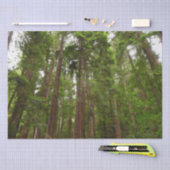 Tot Redwoods in Muir Bossen National Monument Tissuepapier (Craft)