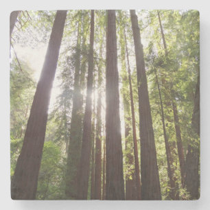 Tot Reuzenbomen in de Ochtend Stenen Onderzetter