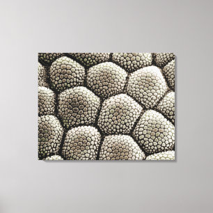 Totenpad-epidermis van een Toad Canvas Afdruk