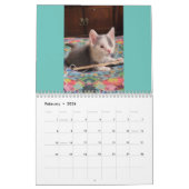 Toto Kitten (My Feral Lady redding) Kalender 2024 (Feb 2026)
