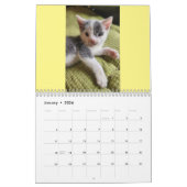 Toto Kitten (My Feral Lady redding) Kalender 2024 (Jan 2026)