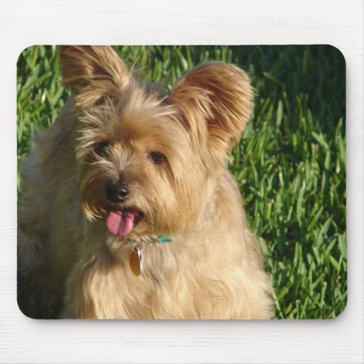 Toto Muismat (Voorkant)