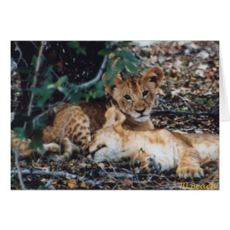 Toto Simbas (Baby Lion)