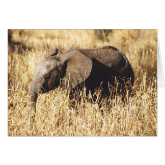 Toto Tembo (Baby olifant)