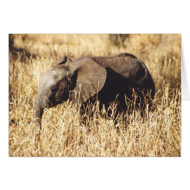 Toto Tembo (Baby olifant) (Voorkant Horizontaal)