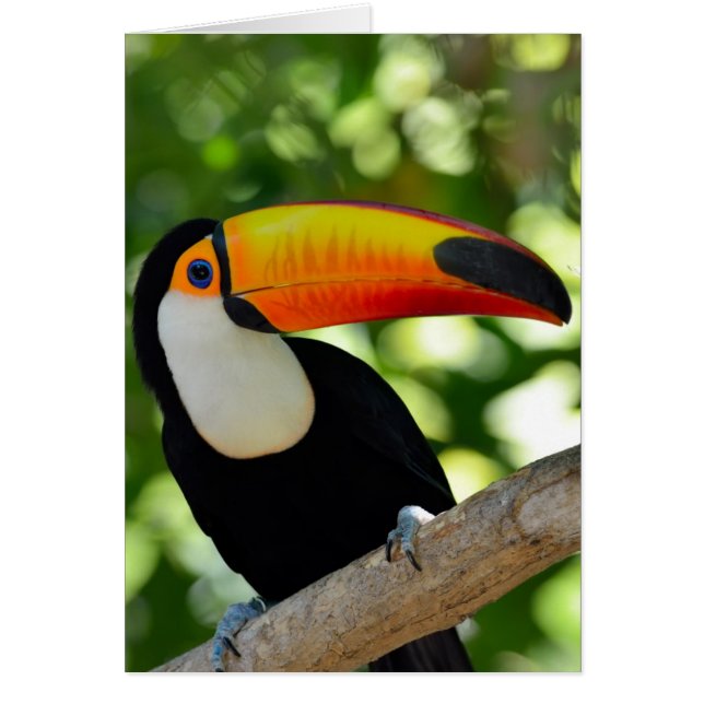 Toucan (Voorkant)