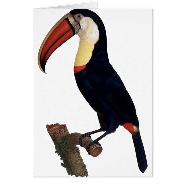 Toucan (Voorkant)