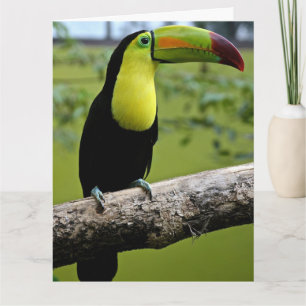 TOUCAN BIRD BIRTHDAY GROTE KAART