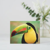 Toucan Bird Wild Natuur Colorful Photography Briefkaart (Staand voorkant)