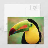 Toucan Bird Wild Natuur Colorful Photography Briefkaart (Voorkant / Achterkant)