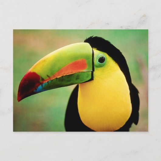 Toucan Bird Wild Natuur Colorful Photography Briefkaart (Voorkant)