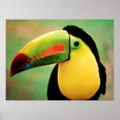 Toucan Bird Wild Natuur Colorful Photography Poster (Voorkant)