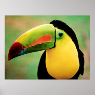 Toucan Bird Wild Natuur Colorful Photography Poster