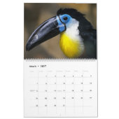 Toucan Birds Calendar Kalender (Mar 2027)
