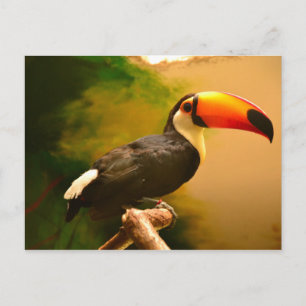 Toucan Briefkaart