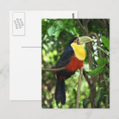 Toucan Briefkaart (Voorkant / Achterkant)
