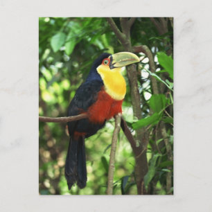 Toucan Briefkaart