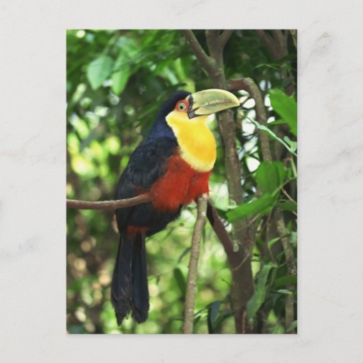 Toucan Briefkaart (Voorkant)