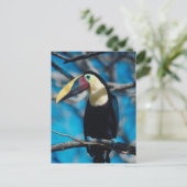 Toucan Briefkaart (Staand voorkant)