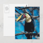 Toucan Briefkaart (Voorkant / Achterkant)