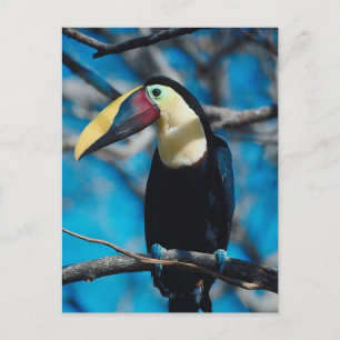 Toucan Briefkaart