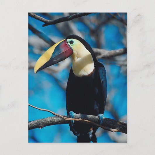 Toucan Briefkaart (Voorkant)