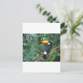 Toucan Briefkaart (Staand voorkant)