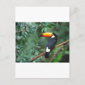 Toucan Briefkaart (Voorkant)
