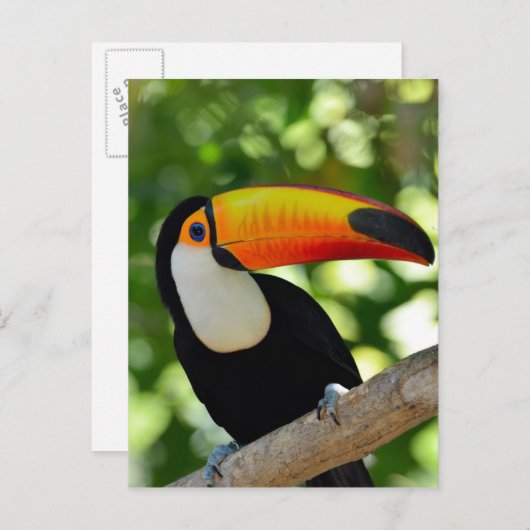Toucan Briefkaart (Voorkant / Achterkant)