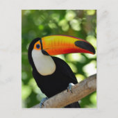 Toucan Briefkaart (Voorkant)