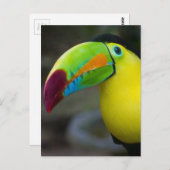 Toucan Briefkaart (Voorkant / Achterkant)