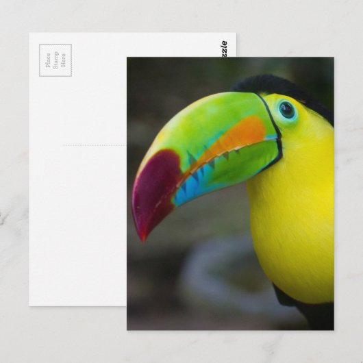 Toucan Briefkaart (Voorkant / Achterkant)