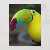 Toucan Briefkaart (Voorkant)