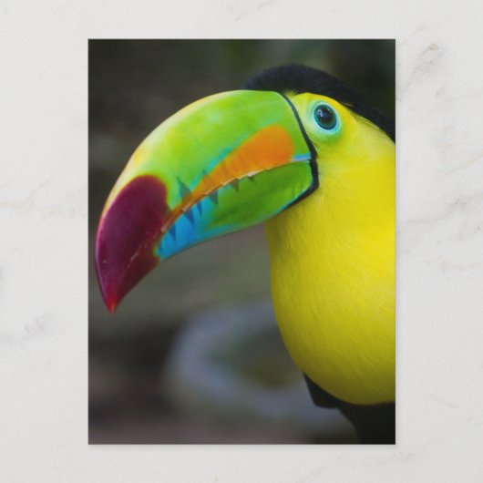 Toucan Briefkaart (Voorkant)