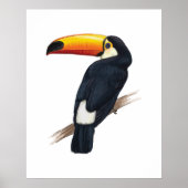 Toucan Exotic Bird Hand-getrokken Illustratie Post Poster (Voorkant)