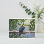 Toucan Foto Briefkaart (Staand voorkant)