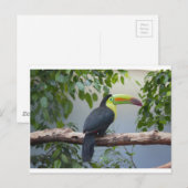 Toucan Foto Briefkaart (Voorkant / Achterkant)