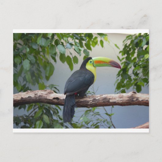 Toucan Foto Briefkaart (Voorkant)