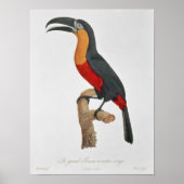 Toucan: Great Red-Bellied by Jacques Barraband Poster (Voorkant)