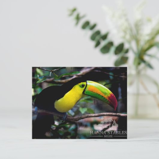 Toucan in Belize Briefkaart (Staand voorkant)