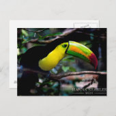 Toucan in Belize Briefkaart (Voorkant / Achterkant)