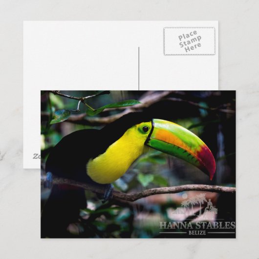 Toucan in Belize Briefkaart (Voorkant / Achterkant)