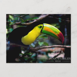 Toucan in Belize Briefkaart