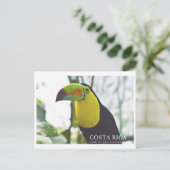 Toucan in Costa Rica souvenir briefkaart (Staand voorkant)