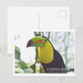 Toucan in Costa Rica souvenir briefkaart (Voorkant / Achterkant)