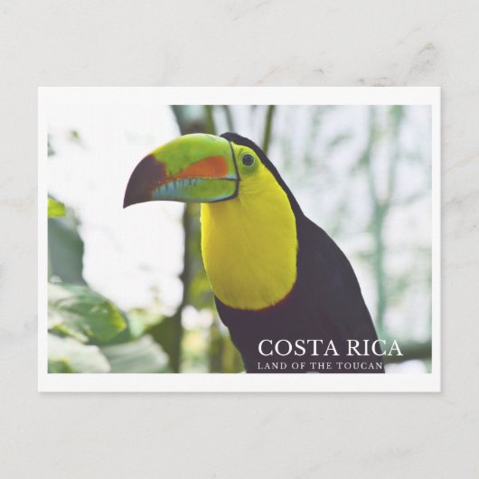 Toucan in Costa Rica souvenir briefkaart (Voorkant)
