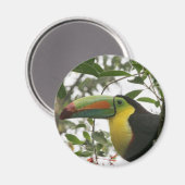 Toucan in het Oerwoud Magneet (Voorkant / Achterkant)