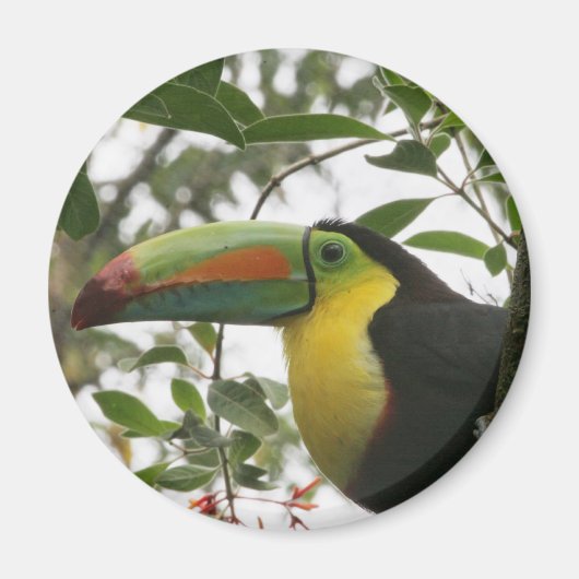Toucan in het Oerwoud Magneet (Voorkant)