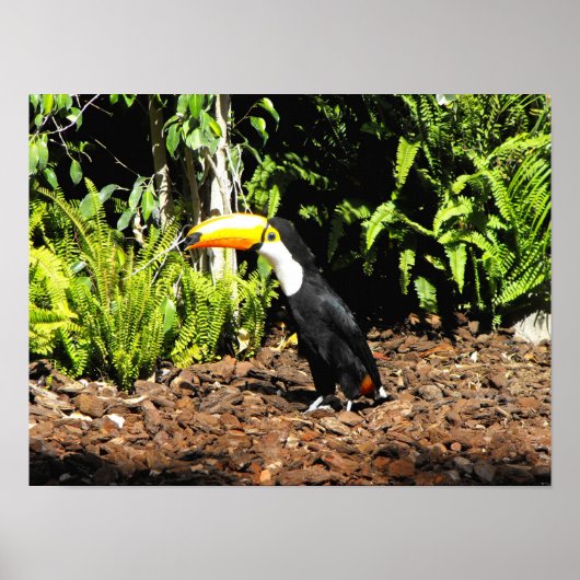 Toucan in Spanje Poster (Voorkant)