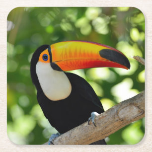 Toucan Kartonnen Onderzetters